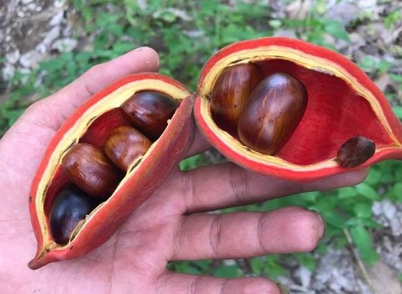 蘋婆營養 蘋婆營養