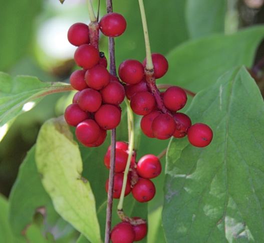 五味子使用方法 五味子使用方法