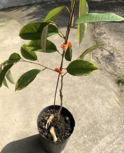 榴槤種植方法 榴槤種植方法