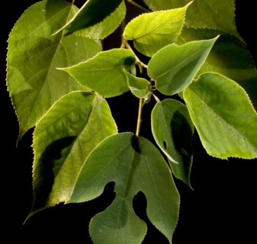 構樹葉用途 構樹葉用途