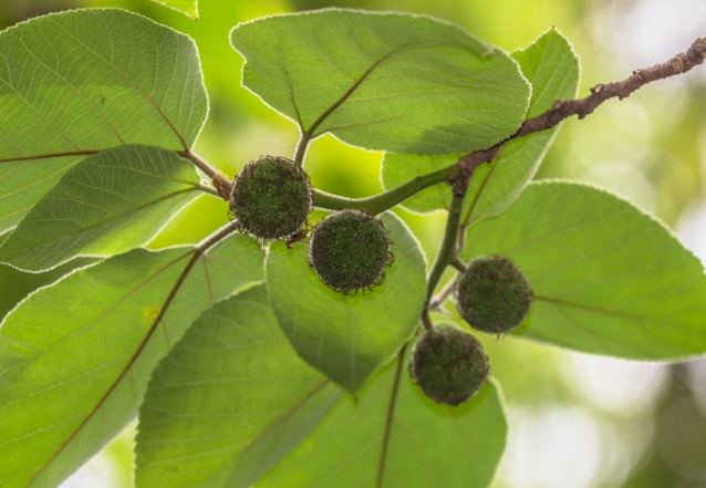 構樹葉用途 構樹葉用途