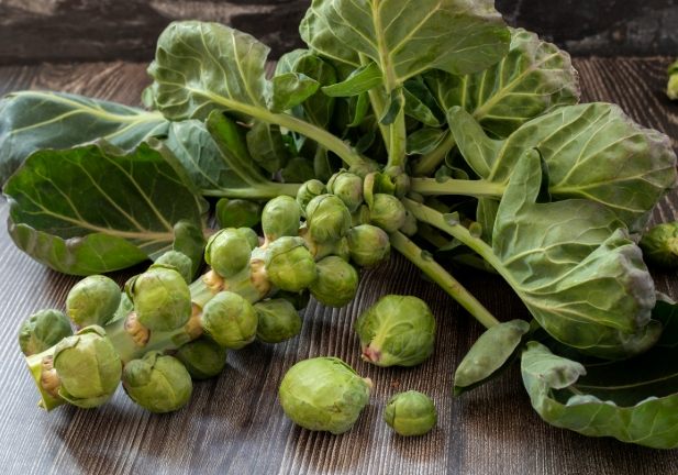 球芽甘藍種植 球芽甘藍種植