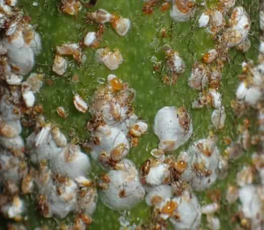 盾介殼蟲識別 盾介殼蟲識別