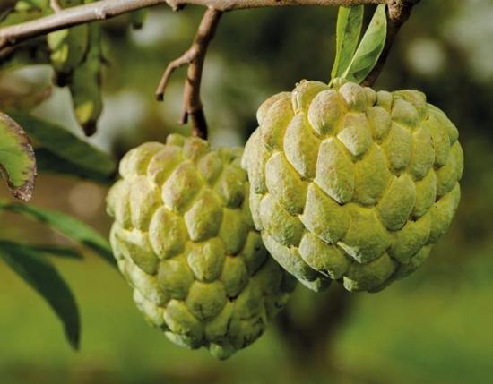 釋迦功效 釋迦功效