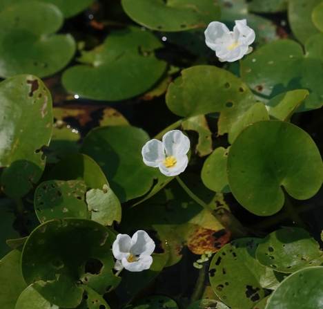 白蘋生態 白蘋生態