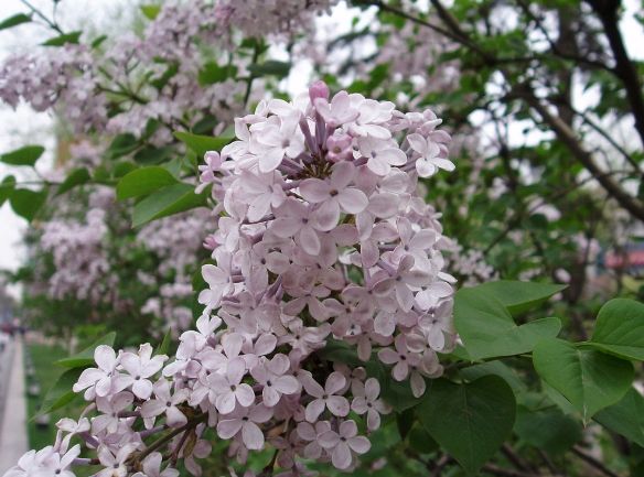 紫丁香種植 紫丁香種植