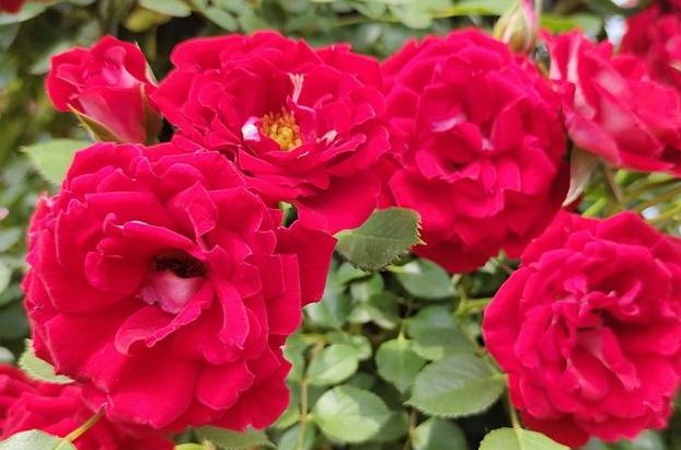 台灣紅薔薇景點