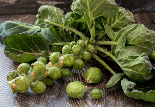 甘藍球種植 甘藍球種植